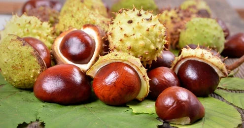 Castaño de indias
